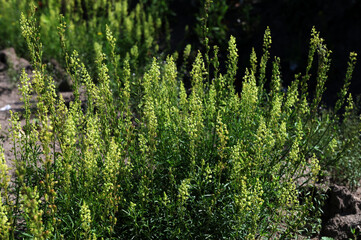 close up of Wild mignonette (Reseda lutea)