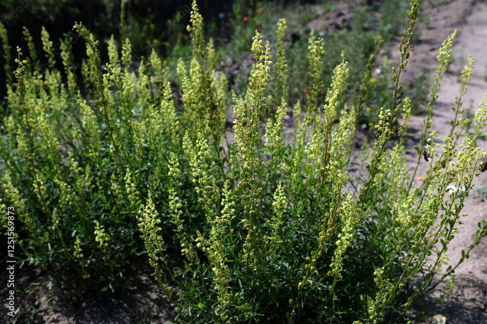 Canvas Prints close up of Wild mignonette (Reseda lutea)