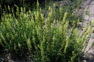 close up of Wild mignonette (Reseda lutea)