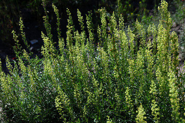 close up of Wild mignonette (Reseda lutea)
