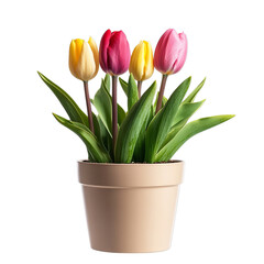 Decorative Potted Tulip Plant Isolated on Transparent Background