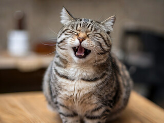 Obraz premium Laughing tabby cat sitting on wooden table