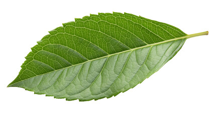 green leaf isolated on white