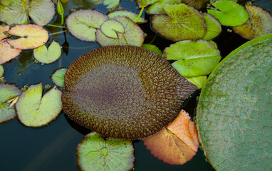Exotic water lilies. Closeup view of Euryale ferox, also known as Prickly Waterlily,  and giant Victoria cruziana textured green floating leaves growing in the pond