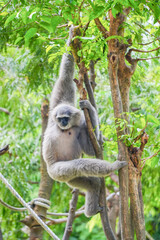 a silvery gibbon on a lush green tree in very shady, sunny weather, occasionally hanging from the branches.