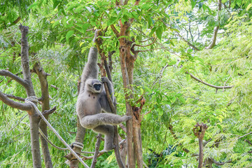 a silvery gibbon on a lush green tree in very shady, sunny weather, occasionally hanging from the...