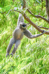 a silvery gibbon on a lush green tree in very shady, sunny weather, occasionally hanging from the branches.