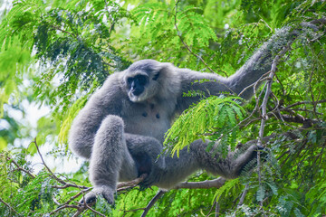 a silvery gibbon on a lush green tree in very shady, sunny weather, occasionally hanging from the...