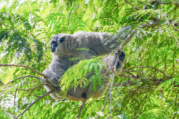 a silvery gibbon on a lush green tree in very shady, sunny weather, occasionally hanging from the...