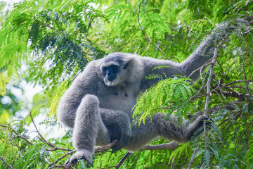 a silvery gibbon on a lush green tree in very shady, sunny weather, occasionally hanging from the branches.
