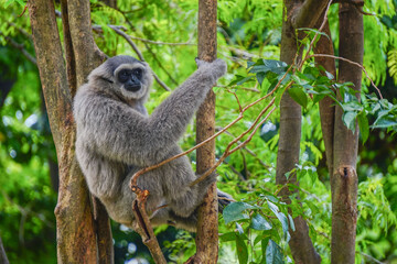 a silvery gibbon on a lush green tree in very shady, sunny weather, occasionally hanging from the...