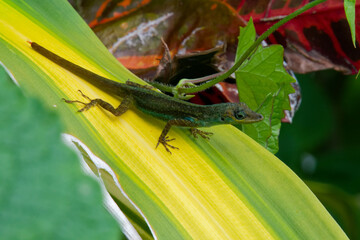 Anolis Roquet, petit lézard en Martinique.