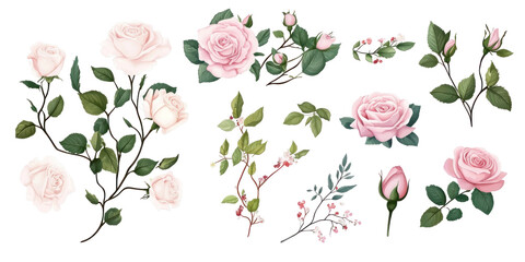A set of roses 