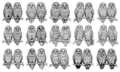 Barred Owl Coloring Page for Kids Featuring Simple Line Art, Adults in Line Drawing, Perfect for Children's Activity Books or Toddler Fun. Isolated on White Background, Encouraging Artistic Growth. 