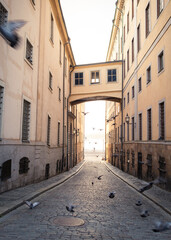 Birds in alley a summer morning