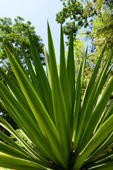 Furcraea, a genus of succulent plants of family Asparagaceae, native to tropical regions of Mexico,...