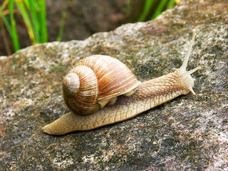 A large snail is on a rock