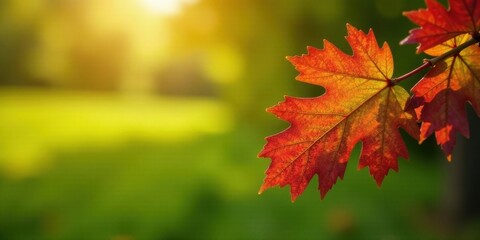 Fototapeta premium Autumnal foliage glows with vibrant hues against a softly blurred backdrop of verdant green, showcasing the beauty of seasonal change.