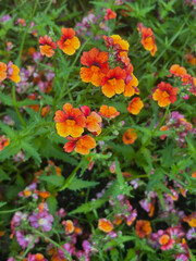 Naklejka premium red flowers in the garden