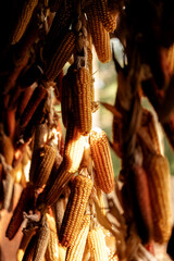 indian corn on the market