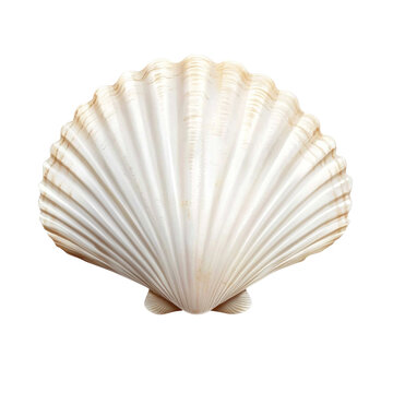 seashell isolated on white background