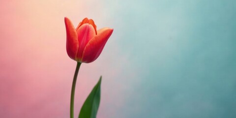 Obraz premium A single, vibrant orange tulip stands elegantly against a soft, pastel backdrop of pink and teal hues, creating a serene and visually appealing image perfect for various design projects.