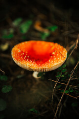 red fly agaric