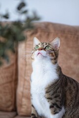 Curious Tabby Cat Looking Up