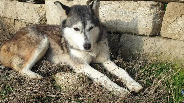 Siberian Husky Dog.