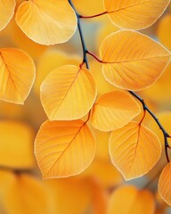 Obraz premium Golden autumn leaves on a branch radiant with sunlight creating a warm and inviting scene