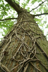 Arbre avec lierre en contre-plongée 