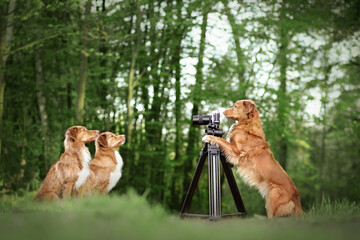 Nova scotia duck tolling retreiver dog taking a picture of her daughters. Dog photographer