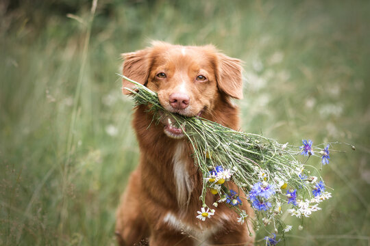Cute nova scotia duck tolling retriever dog holding a bunch of field flowers in its mouth, smiling and looking at the camera