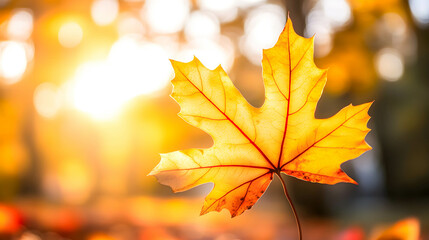 Autumn Leaf with Warm Backlight in a Nature Setting at Sunset