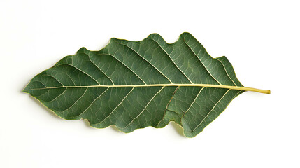 Obraz premium Large Green Leaf with Veins Isolated on White Background