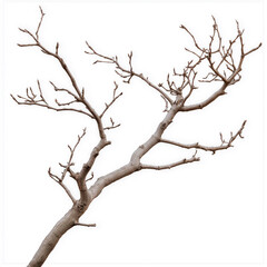 Fototapeta premium Dry tree branch isolated on a white background with artistic composition. Single bare tree branch photographed isolated against a plain white background in detail.