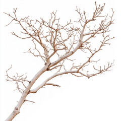 Obraz premium Dry tree branch isolated on a white background with artistic composition. Single bare tree branch photographed isolated against a plain white background in detail.