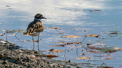 A single killdeer wandering on the coastline.