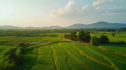Fototapeta premium Expansive green landscape, serene rolling hills under soft sunlight, tranquility of nature, perfect for relaxation and reflection.