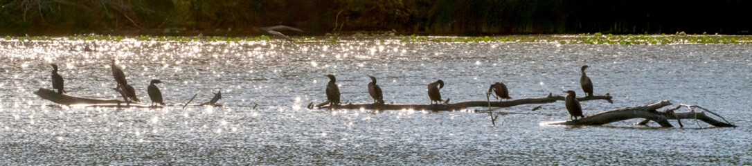 A flock of cormorants staying on a floating tree trunk for resting.