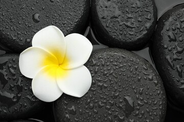 Spa stones and plumeria flower on water surface, top view