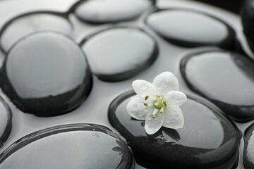 Spa stones and flower in water, closeup