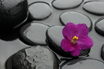 Spa stones and flower in water, closeup