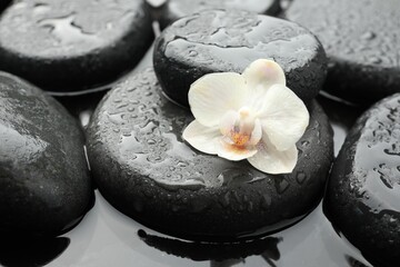 Spa stones and flower in water, closeup