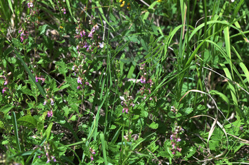 Teucrium chamaedrys grows in nature in summer