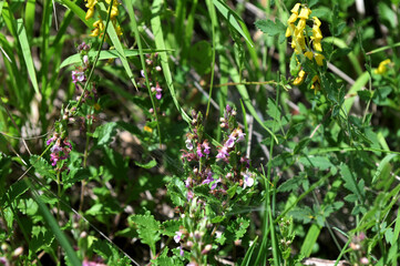 Teucrium chamaedrys grows in nature in summer