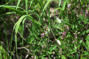 Teucrium chamaedrys grows in nature in summer