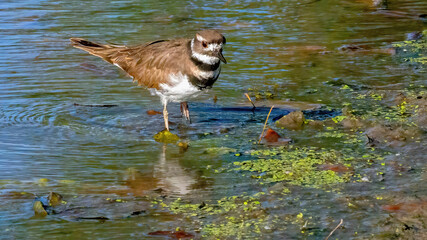 A single killdeer wandering on the coastline.