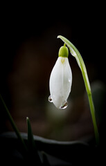 Schneegl&ouml;ckchen