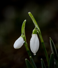Schneeglöckchen